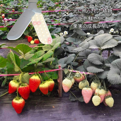 コンパクト LED 野菜用 成長灯 20W 40W IP68 防水